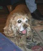Sammy Dog