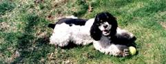 Molly Dog