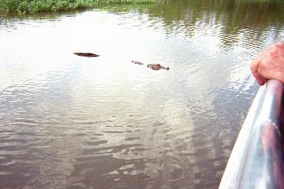 Alligator Approaches the Swamp Boat Alligator approaches the Swamp Boat